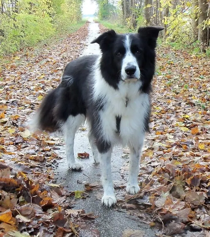 Sort og hvid Border Collie hund på en sti med efterårsblade til hundetelepati.