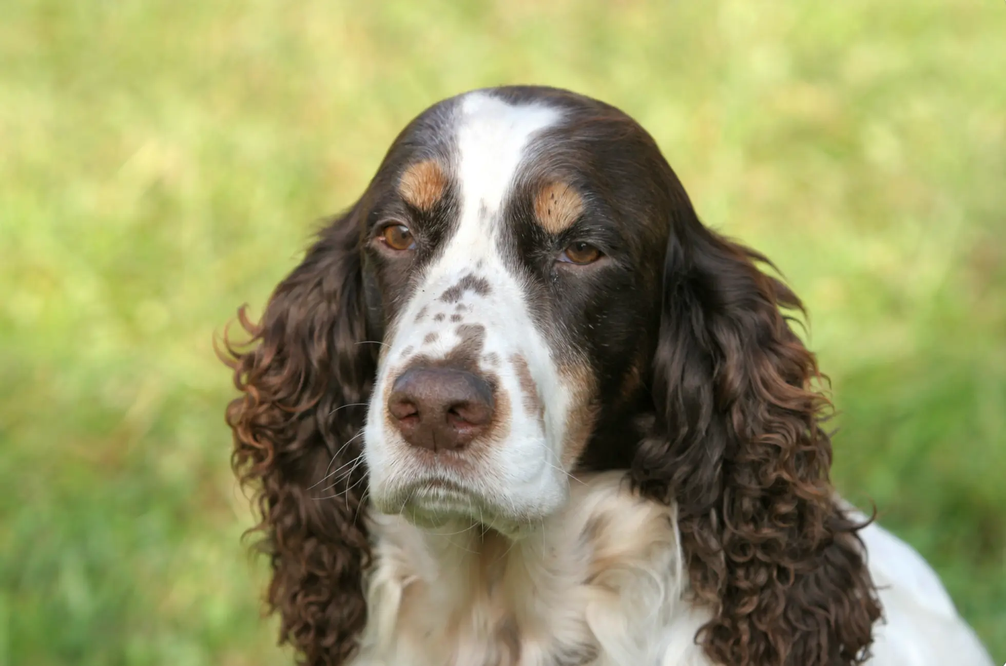 Hvor er det hårdt, at se ens hund i sorg