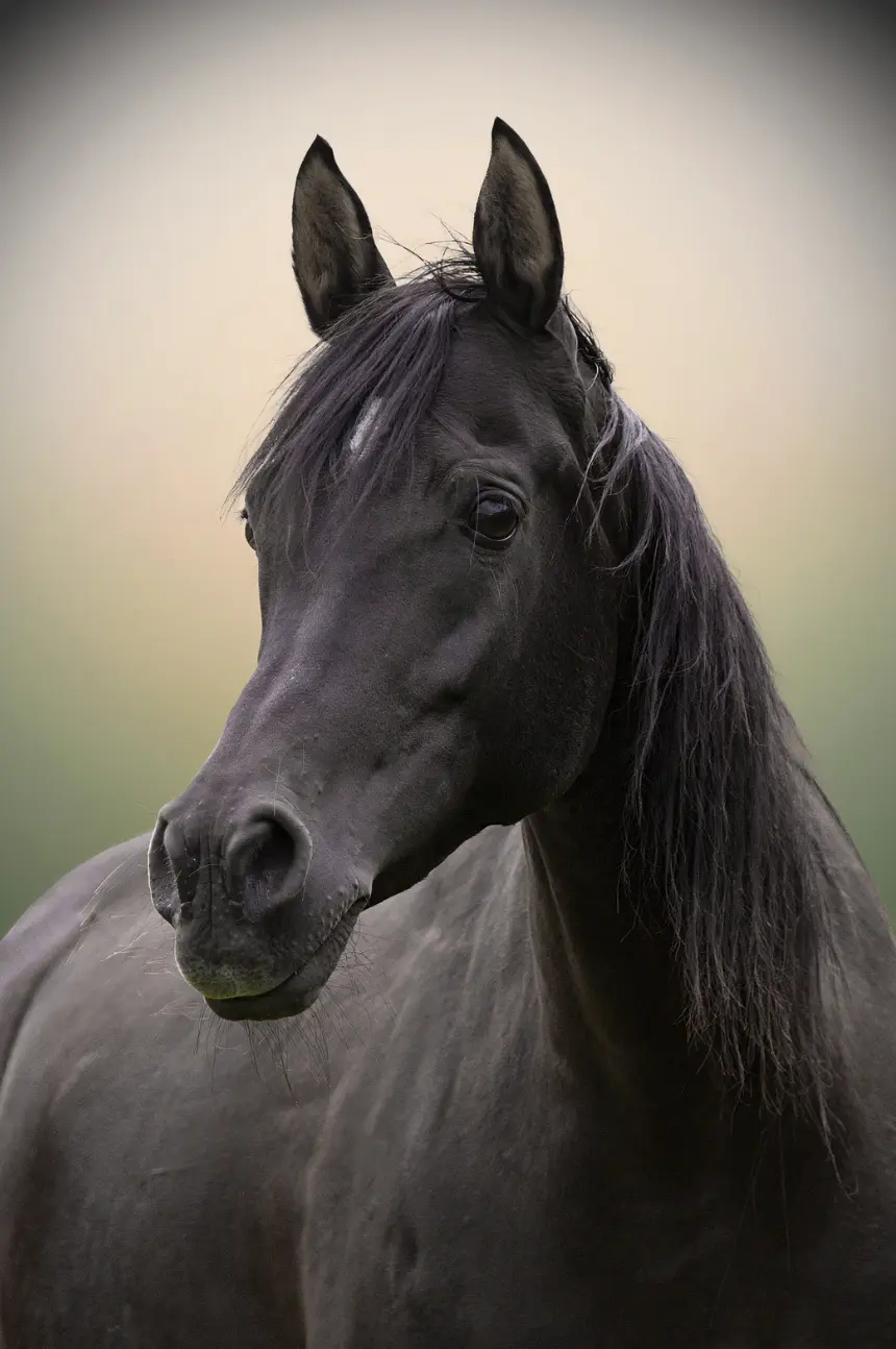 Jeg havde en hest der var særdeles uligevægtig