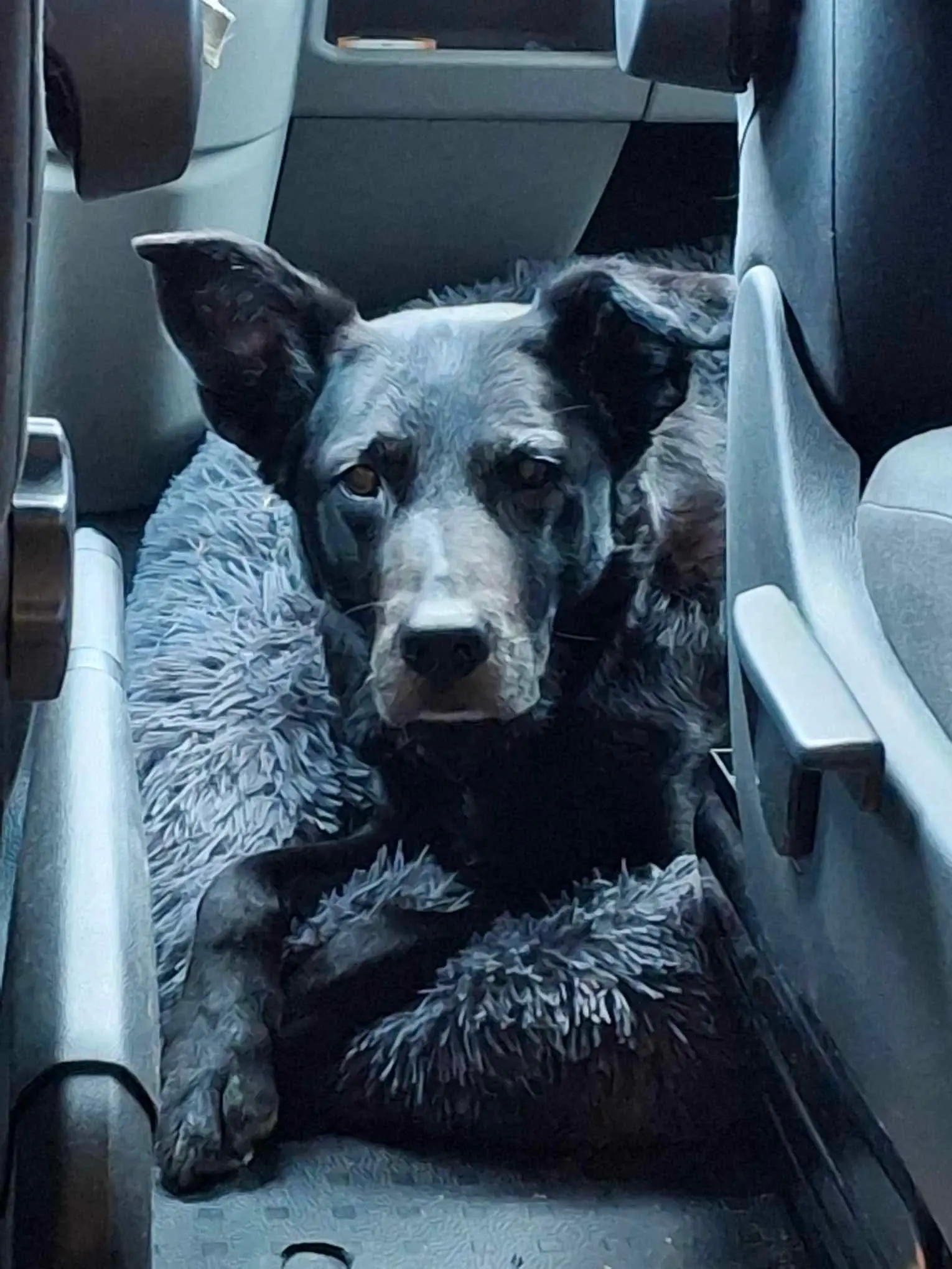 Manja fandt et tydeligt traume