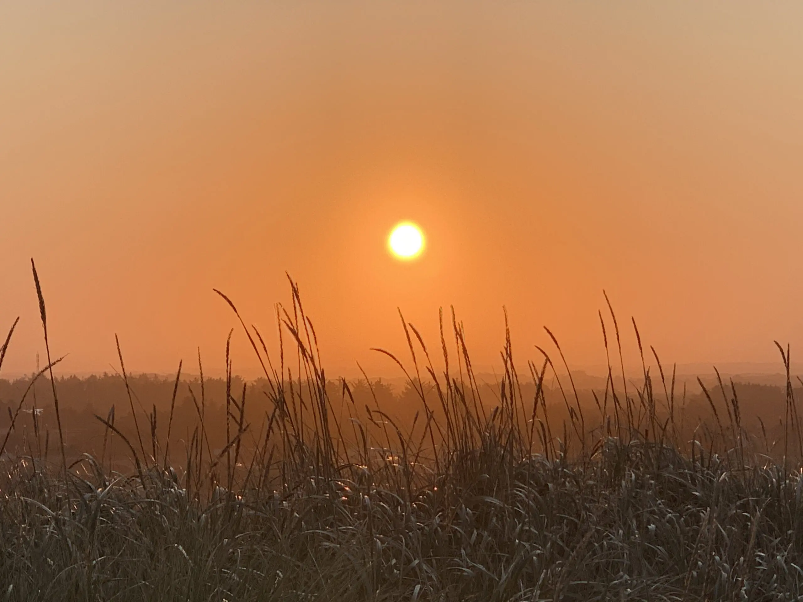 Smuk solnedgang over marken hos Hvisker med heste af Manja.
